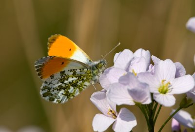 Oranjetipje