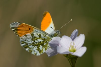 Oranjetipje