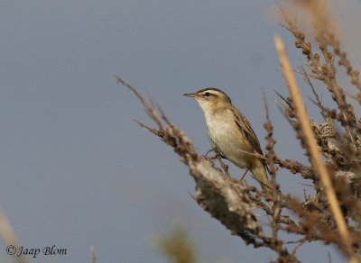 Rietzanger /Sedge Warbler / Acrocephalus schoenobaenus