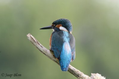 IJsvogel / Kingfisher / Alcedo atthis