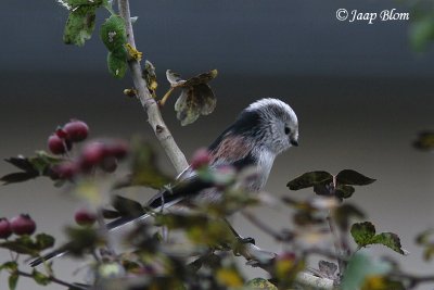 Staartmees / Long tailed tit / Parus caudatus