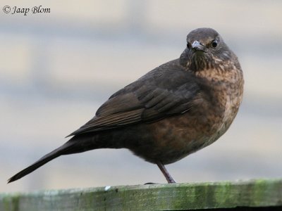Merel / Blackbird / Turdus merula