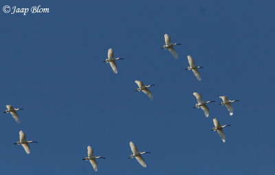 Lepelaar / Spoonbill / Platalea leucorodia