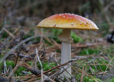 Vliegenzwam / Fly Agaric / Amanita muscaria