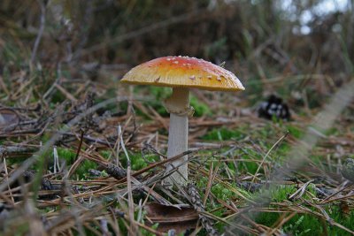 Vliegenzwam / Fly Agaric / Amanita muscaria