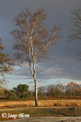kampina0004.jpg