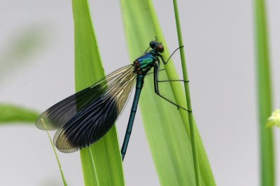 Weidebeekjuffer/ Banded Demoiselle / Calopterix Splendens