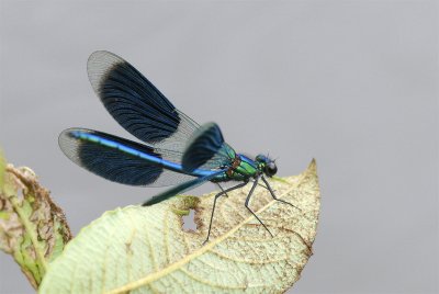 Weidebeekjuffer/ Banded Demoiselle / Calopterix Splendens