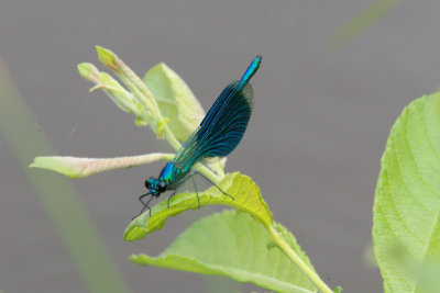 Weidebeekjuffer/ Banded Demoiselle / Calopterix Splendens