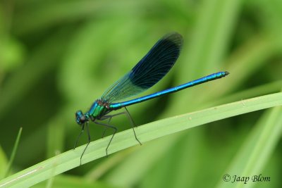 Weidebeekjuffer / Banded demoiselle / Calopterix splendens