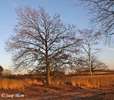 kampina0022.jpg