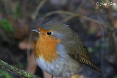Roodborst / Robin / Erithacus Rubecula