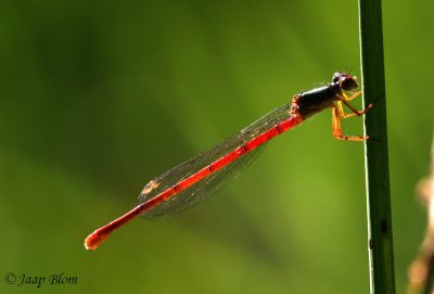 Koraaljuffer / Lesser Red Damselfly/ Ceriagrion tenellum