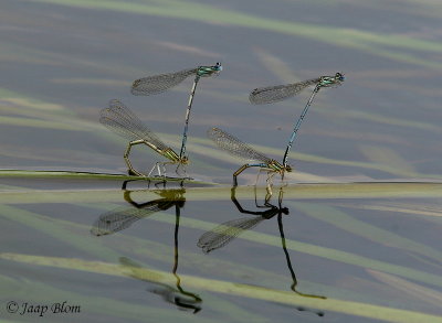 Blauwe breedscheenjuffer / White legged Damselfly