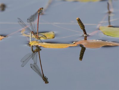 Vuurjuffer / Large red Damselfly / Phyrrosoma nymphyla