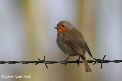 Roodborst / Robin / Erithacus Rubecula