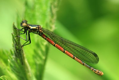 Vuurjuffer / Large red Damselfly / Phyrrosoma nymphyla