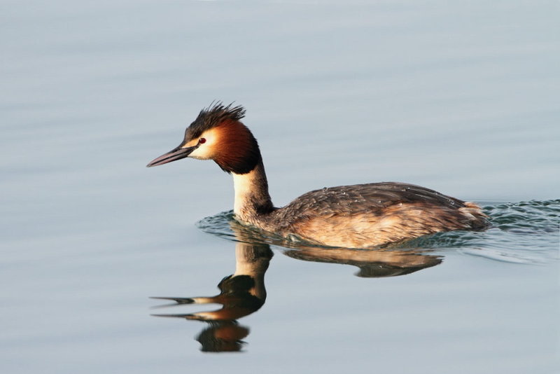 Great crested grebe Podiceps cristatus čopasti ponirek_MG_1042-111.jpg