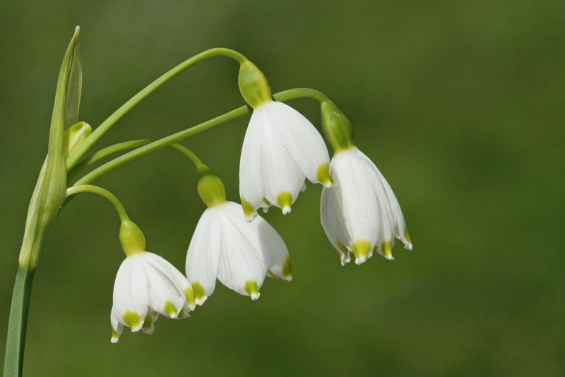 Summer snowflake Leucojum aestivum poletni veliki zvonček_MG_8894-111.jpg