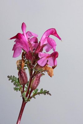 Beaked lousewort Pedicularis rostratocapitata glaviasti uivec_MG_3167-1.jpg