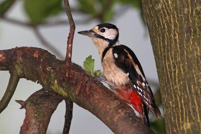 Great spotted woodpecker Dendrocops major veliki detel_MG_3536-1.jpg