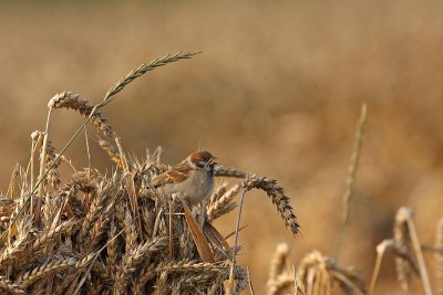 Tree sparrow Passer montanus poljski vrabec_MG_2515-1.jpg