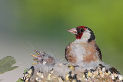 Goldfinch Carduelis carduelis liek_MG_3927-1.jpg