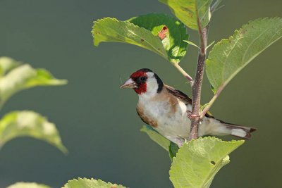 Goldfinch Carduelis carduelis liek_MG_4022-1.jpg