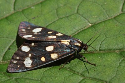 Scarlet tiger Callimorpha dominula belolisasti kosmatinec_MG_2842-1.jpg