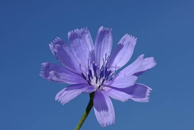 Common chicory Cichorium intybus navadni potroąnik_MG_4444-1.jpg