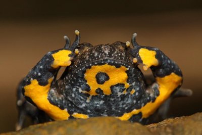 Yellow-bellied toad Bombina variegata hribski urh_MG_2869-1.jpg