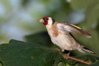 Goldfinch Carduelis carduelis liek_MG_4144-1.jpg