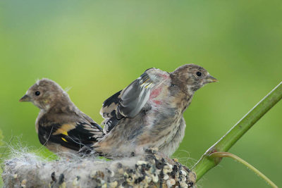 Goldfinch Carduelis carduelis liek_MG_4293-1.jpg