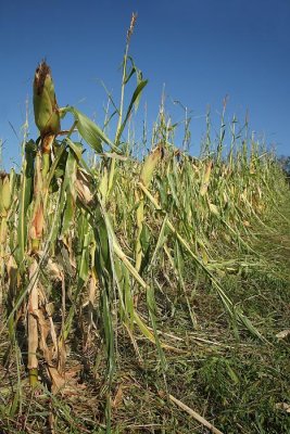 Corn after hail koruza po toi_MG_0942-1.jpg