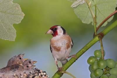 Goldfinch Carduelis carduelis liek_MG_4112-1.jpg