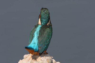 Kingfisher Alcedo athis vodomec_MG_5107-1.jpg