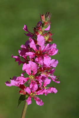 Purple-loosestrife Lythrum salicaria navadna krvenka_MG_5147-1.jpg
