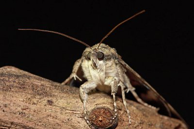 Pine hawk-moth Sphinx pinastri borov ve¹èec_MG_5177-1.jpg