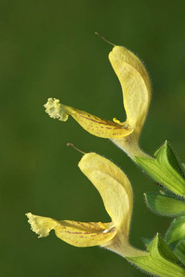 Jupiter's distaff Salvia glutinosa lepljiva kadulja_MG_1331-1.jpg