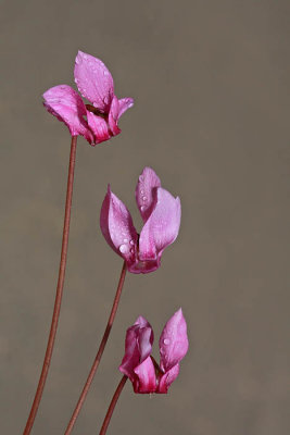 Cyclamen Cyclamen purpurascens ciklama_MG_1343-1.jpg