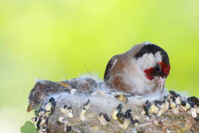 Goldfinch Carduelis carduelis liek_MG_3940-1.jpg