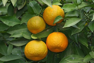 Orange pomarana_MG_3352-1.jpg