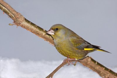 Greenfinch Carduelis chloris zelenec_MG_3796-11.jpg