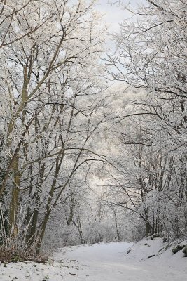Winter path zimska pot_MG_5849-11.jpg