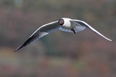 Black-headed gull Larus ridibundus reni galeb_MG_7120-11.jpg