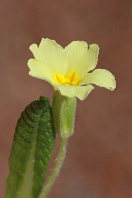 Primrose Primula vulgaris trobentica_MG_6183-11.jpg