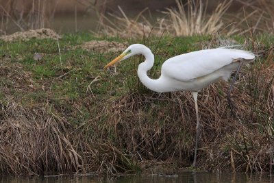 Great white egret Egretta alba velika bela aplja_MG_8174-11.jpg