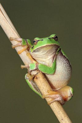 european_tree_frog_hyla_arborea