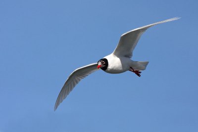 Mediterranean gull Larus melanocephalus rnoglavi galeb_MG_7142-11.jpg