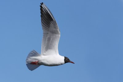 Black-headed gull Larus ridibundus reni galeb_MG_7186-11.jpg